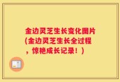 金边灵芝生长变化图片(金边灵芝生长全过程，惊艳成长记录！)