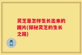 灵芝是怎样生长出来的图片(探秘灵芝的生长之路)