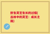 野生灵芝生长的过程(丛林中的灵芝：成长之路)