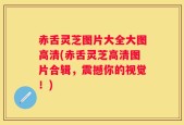 赤舌灵芝图片大全大图高清(赤舌灵芝高清图片合辑，震撼你的视觉！)
