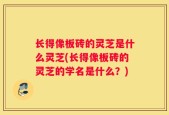 长得像板砖的灵芝是什么灵芝(长得像板砖的灵芝的学名是什么？)