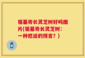 祖墓旁长灵芝树好吗图片(祖墓旁长灵芝树：一种厄运的预言？)