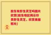 胶东有野生灵芝吗图片欣赏(胶东地区揭示珍贵野生灵芝，欣赏美丽照片)