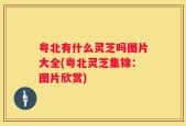 粤北有什么灵芝吗图片大全(粤北灵芝集锦：图片欣赏)