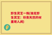 野生灵芝一株(独见野生灵芝：珍贵天然药材重现人间)