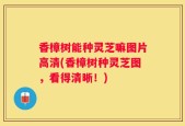 香樟树能种灵芝嘛图片高清(香樟树种灵芝图，看得清晰！)