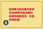 徐州贾汪区白集村紫灵芝(徐州贾汪区白集村出现珍稀紫灵芝，引发市场热潮)