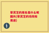 草灵芝的用处是什么呢图片(草灵芝的功效和用途)