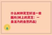什么树种灵芝好活一些图片(树上的灵芝：一盘活力的自然药品)