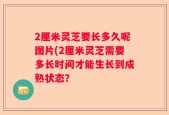 2厘米灵芝要长多久呢图片(2厘米灵芝需要多长时间才能生长到成熟状态？