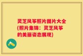 灵芝风筝照片图片大全(照片集锦：灵芝风筝的美丽姿态展现)