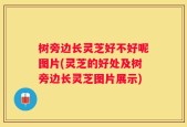 树旁边长灵芝好不好呢图片(灵芝的好处及树旁边长灵芝图片展示)