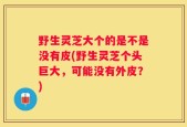 野生灵芝大个的是不是没有皮(野生灵芝个头巨大，可能没有外皮？)