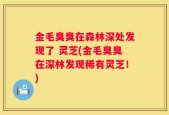 金毛臭臭在森林深处发现了 灵芝(金毛臭臭在深林发现稀有灵芝！)