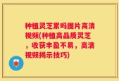 种植灵芝累吗图片高清视频(种植高品质灵芝，收获丰盈不易，高清视频揭示技巧)