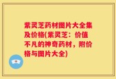 紫灵芝药材图片大全集及价格(紫灵芝：价值不凡的神奇药材，附价格与图片大全)