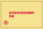 赤芝和灵芝的区别图片专题