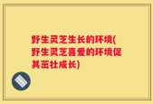 野生灵芝生长的环境(野生灵芝喜爱的环境促其茁壮成长)
