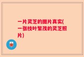 一片灵芝的图片真实(一张枝叶繁茂的灵芝照片)