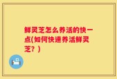 鲜灵芝怎么养活的快一点(如何快速养活鲜灵芝？)