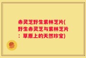 赤灵芝野生紫林芝片(野生赤灵芝与紫林芝片：草原上的天然珍宝)