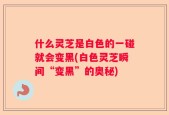 什么灵芝是白色的一碰就会变黑(白色灵芝瞬间“变黑”的奥秘)