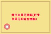 野生白灵芝图解(野生白灵芝的完全图解)