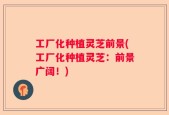 工厂化种植灵芝前景(工厂化种植灵芝：前景广阔！)