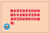 鹿角灵芝和灵芝的区别图片大全鹿角灵芝和普通灵芝的区别及对比图集)