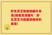 野生灵芝猕猴桃图片高清(精美高清图片：野生灵芝与猕猴桃相伴的美景)