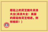 蘑菇上的灵芝图片高清大全(高清大全：美丽的蘑菇和灵芝相遇，别样精彩！)