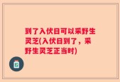 到了入伏日可以采野生灵芝(入伏日到了，采野生灵芝正当时)