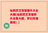 仙鹤灵芝发簪图片大全大图(仙鹤灵芝发簪照片合集大图，梦幻优雅展现！)