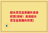 超大灵芝盆景图片高清欣赏(惊叹！高清超大灵芝盆景图片欣赏)