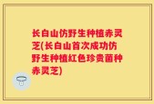 长白山仿野生种植赤灵芝(长白山首次成功仿野生种植红色珍贵菌种赤灵芝)