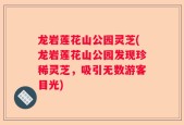 龙岩莲花山公园灵芝(龙岩莲花山公园发现珍稀灵芝，吸引无数游客目光)