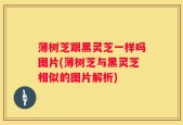 薄树芝跟黑灵芝一样吗图片(薄树芝与黑灵芝相似的图片解析)