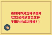 该如何养灵芝种子图片欣赏(如何欣赏灵芝种子图片并成功种植？)