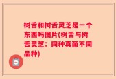 树舌和树舌灵芝是一个东西吗图片(树舌与树舌灵芝：同种真菌不同品种)