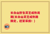 长白山野生灵芝成熟周期(长白山灵芝成熟期限定，赶紧采摘！)