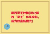 郧西灵芝种植(湖北郧西“灵芝”异军突起，成为致富新模式)