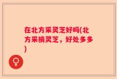 在北方采灵芝好吗(北方采摘灵芝，好处多多)