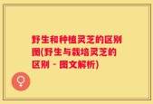野生和种植灵芝的区别图(野生与栽培灵芝的区别 - 图文解析)