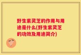 野生紫灵芝的作用与用途是什么(野生紫灵芝的功效及用途简介)