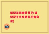 紫蓝花海破壁灵芝(破壁灵芝点亮紫蓝花海奇迹)