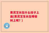 黑灵芝长在什么枝子上面(黑灵芝生长在哪些树上呢？)