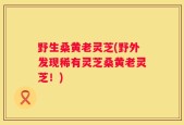 野生桑黄老灵芝(野外发现稀有灵芝桑黄老灵芝！)