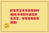 野生灵芝冬天采得到吗视频(冬季野外遇见野生灵芝，惊奇发现收获满满)