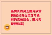 桑树长白灵芝图片欣赏视频(长白山灵芝与桑树的完美结合，图片和视频欣赏)