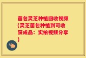 菌包灵芝种植回收视频(灵芝菌包种植到可收获成品：实拍视频分享)